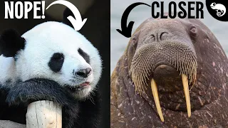 Pandas Aren't Bears (They're Closer To Walruses)