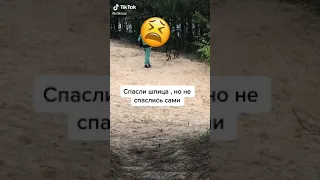 🦊 лиса укусила девочку