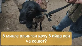 КОЗУ КОЧКОР БАГЫП САТУУ. Бир козудан 6 айда канча тапса болот? Ош. Учкун мал базары.