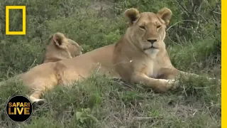Safari Live - Day 35 | National Geographic