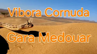 Vibora Cornuda, la serpiente mas peligrosa en el desierto de marruecos 2023