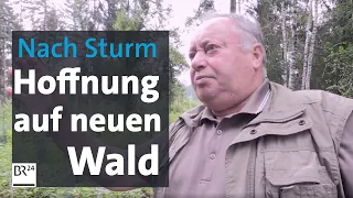 Drei Jahre nach Sturm "Kolle": Ein neuer Wald wächst nach | Abendschau | BR24