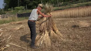 Coltivazione e lavorazione del grano a Vigolo Vattaro (TN)