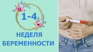 1-4 неделя беременности. Развитие плода и изменения у мамы