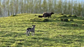 Lambing Checks & Moving Sheep
