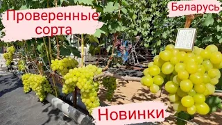 🍇 Виноградник в сентябре.  Беларусь, Острошицкий городок