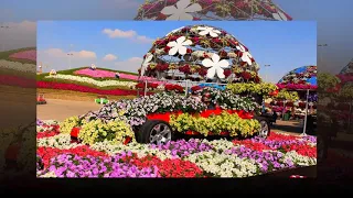 Miracle Garden Чудо сад в Дубай Еще одна красота создана человеком