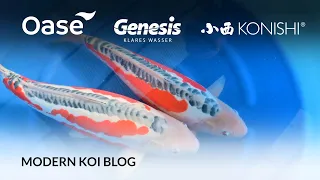 Modern Koi Blog #5659 - Live aus Japan: Makoto präsentiert seine besten Shusui