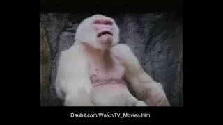 Snow Flakes the white gorilla