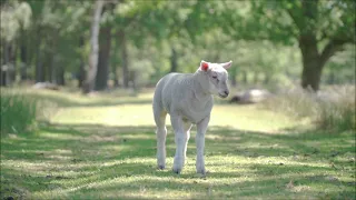 Schaf Video für Kinder und Kleinkinder - Kurzes Tiervideo mit Musik - mit Lämmern