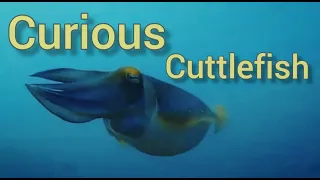 Curious Cuttlefish 💚  #Anilao #Cuttlefish