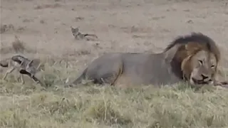 Jackal bites a male lions tail