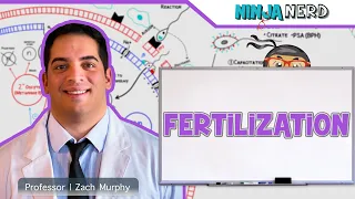 Reproductive System | Fertilization