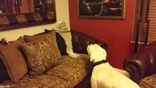 Dog attacks ghost