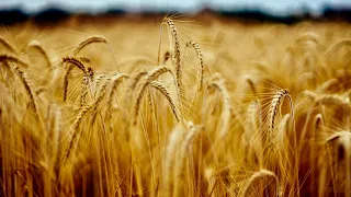 Wheat prices retreat from highs but remain elevated