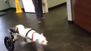 Paralyzed Dog Gets His First Wheelchair!