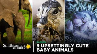 9 Upsettingly Cute Baby Animals 🐣 Smithsonian Channel