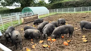 Organic Pig Farming Seasonal Fruit and Veg