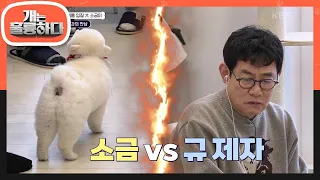 소금이가 짖는데도 통제하지 않는 보호자들?! ＂그만해 인마(?)＂ 소금이 VS 규 제자😂 [개는 훌륭하다/Dogs Are Incredible] | KBS 240415 방송