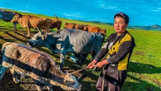 Утро Монгольских КОЧЕВНИКОВ! Как живут потомки ЧИНГИСХАНА?! Country life.ASMR. MONGOLIA