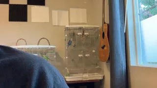 Pixel the parakeet talks, screams his head off, and then talks some more