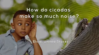 How do cicadas make so much noise?