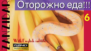 Занзибар не покупай путевку, пока не посмотришь это - осторожно еда | Калашников на Занзибар vlog #6