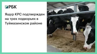 Ящур КРС подтвержден на трех подворьях в Туймазинском районе