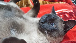 Siamese cat relaxing and enjoying attention and belly rubs