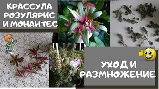 Крассула РОЗУЛЯРИС и МОНАНТЕС. Уход за этими растениями и их размножение