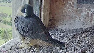 FalconCam Project~Indigo having a nice afternoon in the nest box~4:16 p.m. 2022/11/26