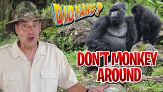 Do Gorillas Really Play in a Band? Gorilla Facts You Wanna Know