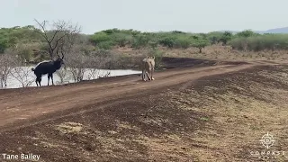 Nyala Survives Attacks from Crocodiles & Lion