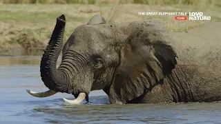 Потрясающие истории слонов / The Great Elephant Tale | 4K |