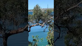 Spring sunshine, Clifton Gardens Reserve, Mosman, Sydney