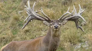 Wild deer, Phoenix Park, Dublin, Ireland