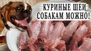 Можно ли собакам куриные шейки?