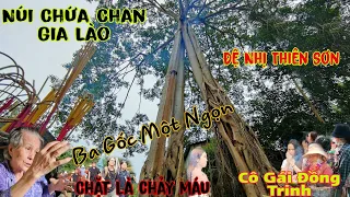 Sự Thật Hãi Hùng Phía Sau Cây Cổ Thụ 3 Gốc 1 Ngọn Tại Núi Chứa Chan Gia Lào Miễu Cô Mai Hiển Linh