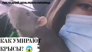 СМЕРТЬ КРЫСЫ /ПОСЛЕДНИЙ ДЕНЬ МОЕГО ЛЮБИМОГО ПИТОМЦА 😭🙏🐀❤️/КАК СПАСТИ КРЫСУ ОТ СМЕРТИ /ГРУСТНОЕ ВИДЕО