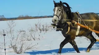 Как ПРАВИЛЬНО запрячь🐴 ЛОШАДЬ в РУССКУЮ дуговую УПРЯЖЬ?! ЭТО НЕ ЛОШАДЬ - ЭТО❤МЕЧТА!!