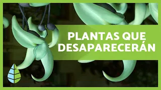 Plantas en PELIGRO de EXTINCIÓN ⚠️🥀⚠️ (+ de 20 PLANTAS)