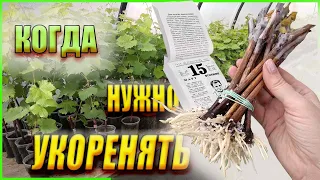 Сроки для укоренения черенков винограда