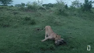 Sub Adults Lions kills a Hyena in Masai Mara