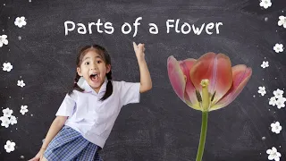 Flower parts and their functions; process of pollination