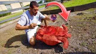 PAINTING MY PET TORTOISES!