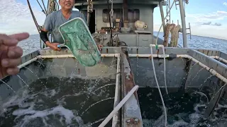 South Texas Shrimping #36 Tôm Nam Texas