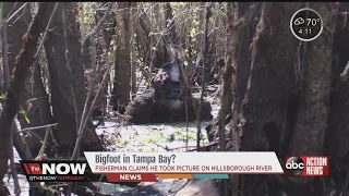 Bigfoot in Tampa Bay?