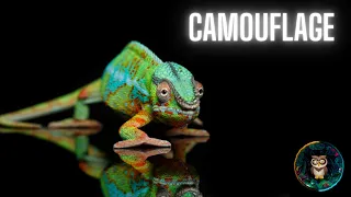 The Ultimate Guide to Animal Camouflage! 🌿🦎 Unveiling Nature's Secrets