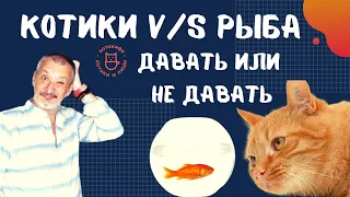 Котики v/s Рыба . Давать или не давать.