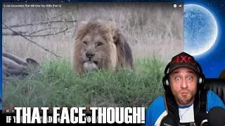 6 Lion Encounters That Will Give You Chills (Part 3) Reaction!